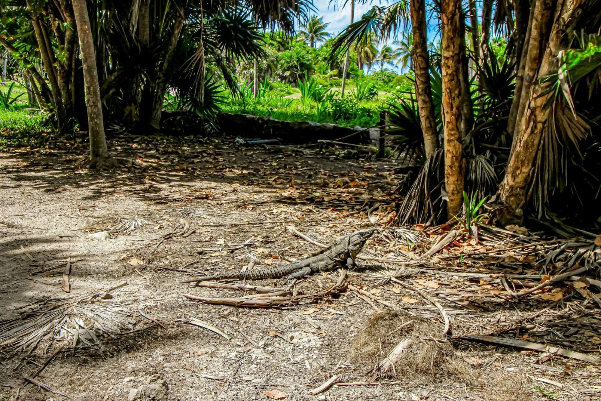 Apartmán Agua De Mar @ Aldea Zama Tulum Exteriér fotografie